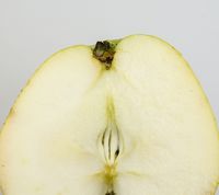 Tyrrestrup Kirsebæræble